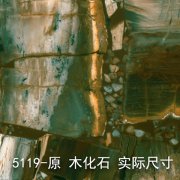 5119-原（木化石）大理石