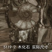 5119-2（木化石）大理石