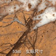 5365-原（热带雨林）雨林啡
